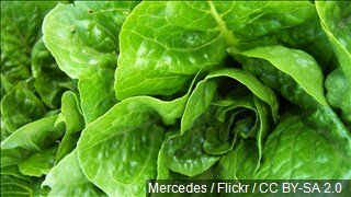 Romaine Lettuce recall from Salinas, CA. in effect