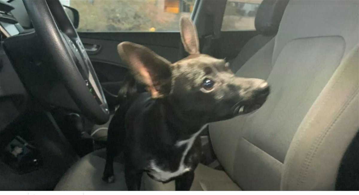 Chihuahua that put its owners car into reverse and drove across a  highway