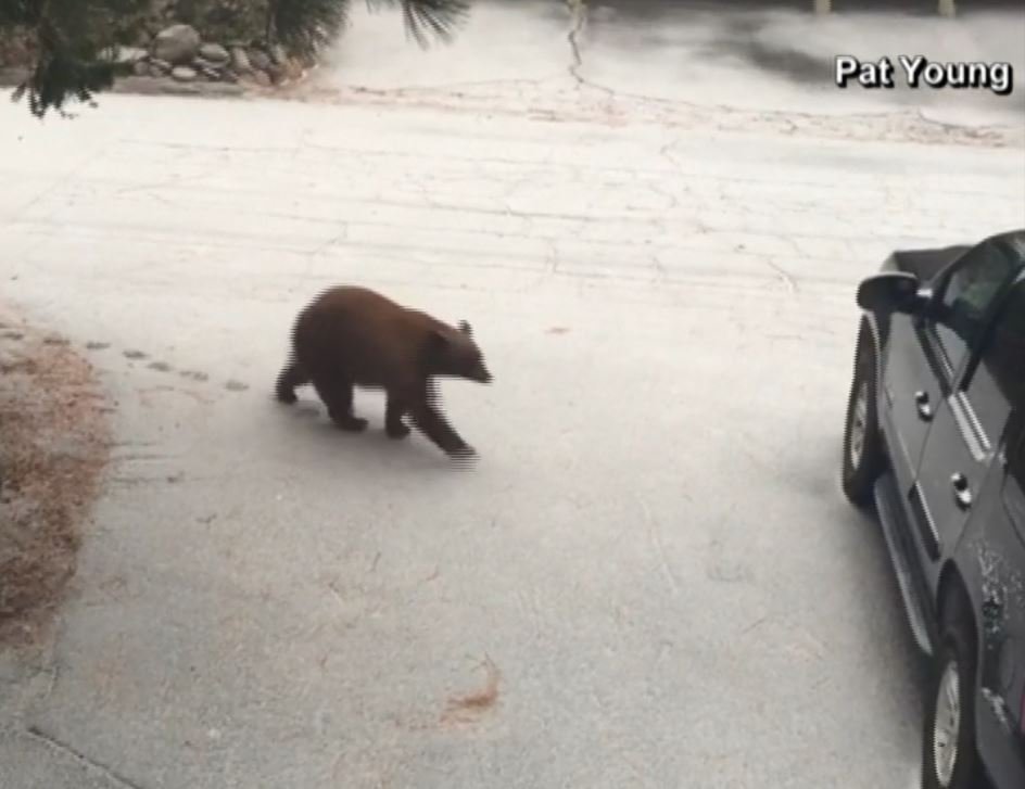 Bear that let itself into an SUV in North Lake Tahoe 