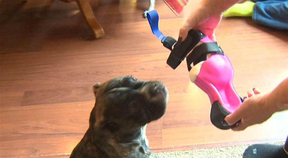 Willow the English bulldog will get a prosthetic leg from an Oregon rescue group