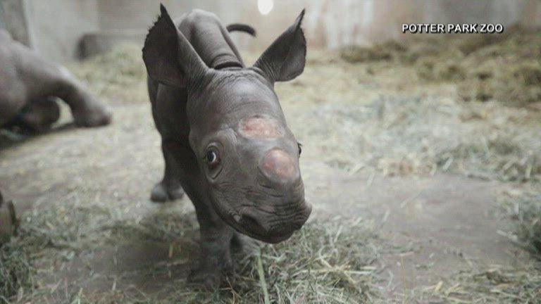 Baby black rhino