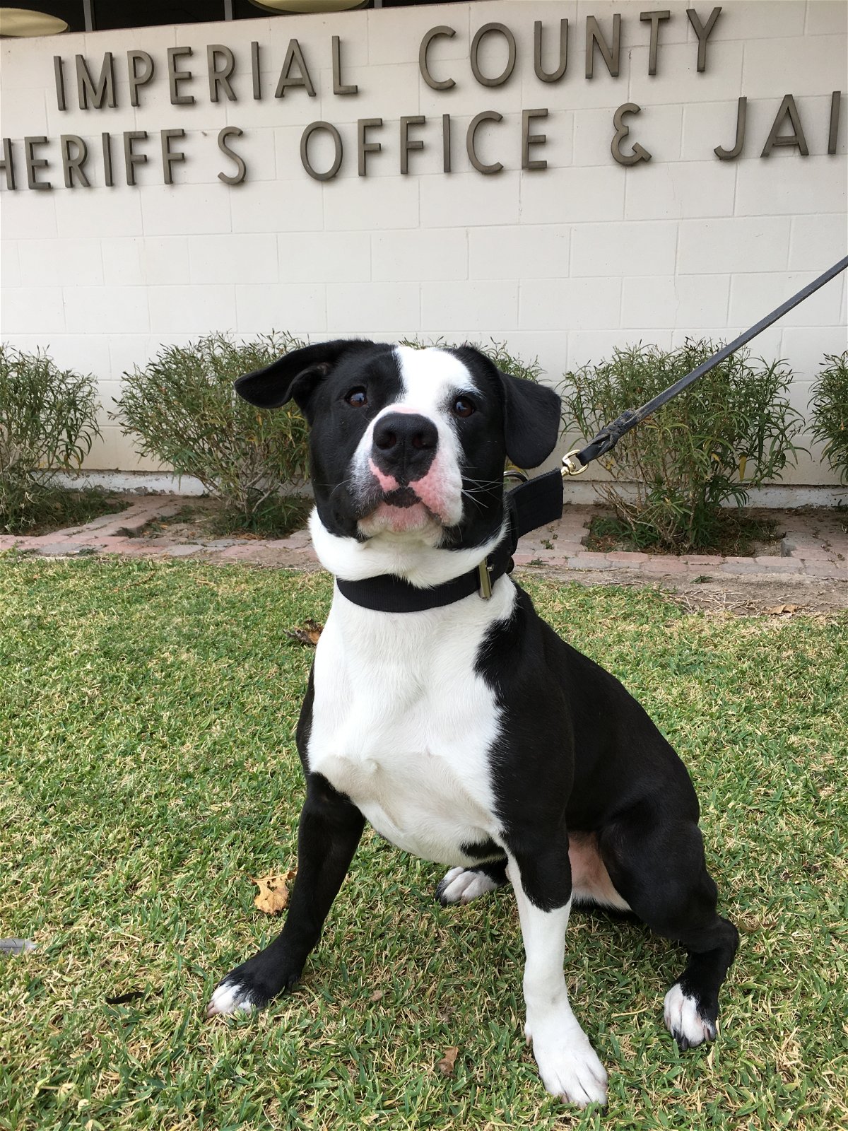 Meet Gauge, a Pit-Bull mix and Imperial Couny sheriff's newest K-9. Courtesy: ICSO
