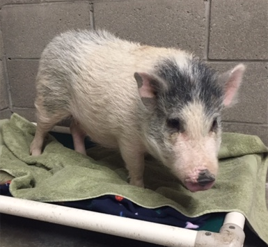 Pig Found