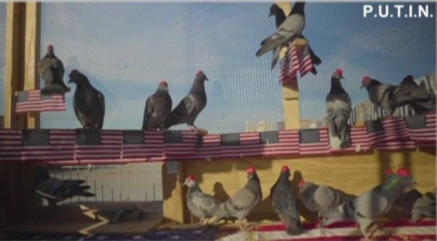 MAGA pigeons