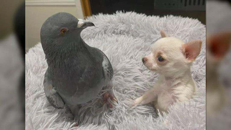 pup & pigeon