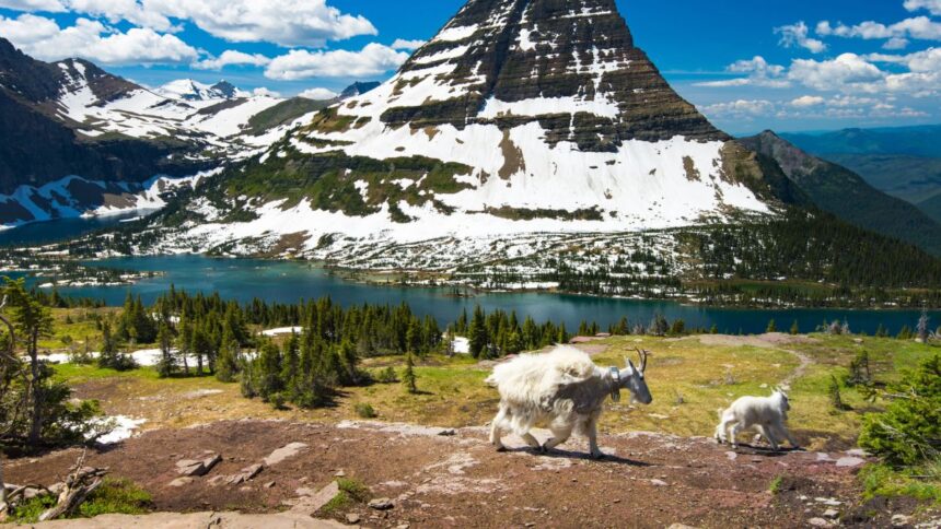 GLACIER NATL PARK
