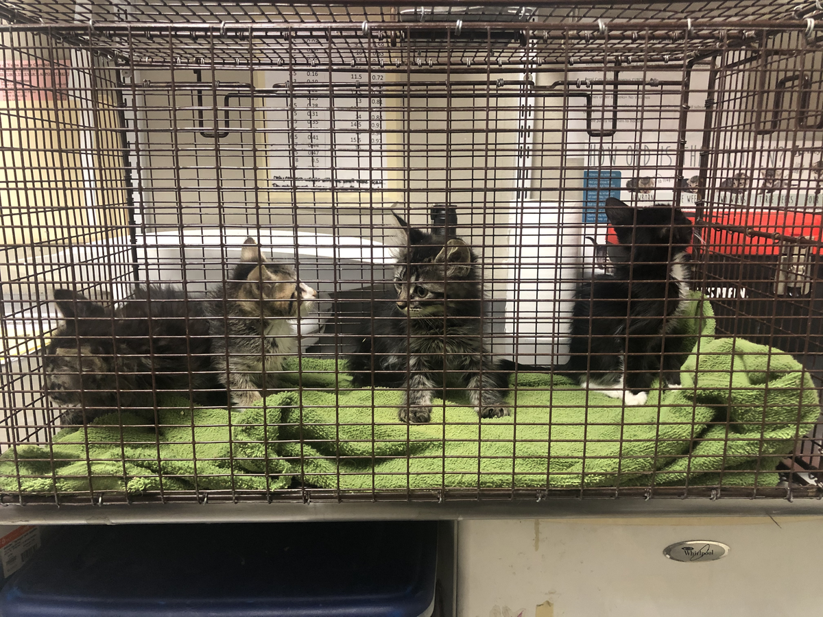 Pictured here are the four kittens that were left abandoned and trapped in a box close to the Humane Society of Yuma. 
