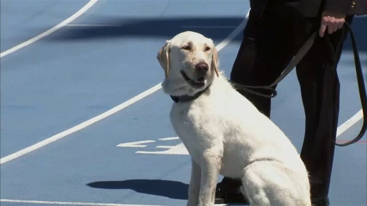 <i>WABC</i><br/>One of the 10 New York Police Department  K-9 graduates is shown at a June 16 ceremony. Each K-9 is named after a fallen officer.