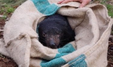11 Tasmanian devils were introduced into the wild on the Australian mainland last year.