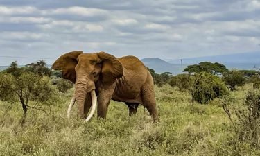 Kenya has experienced an elephant baby boom during the pandemic.