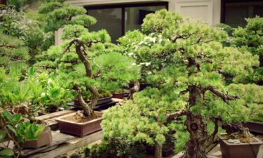 The beauty and balance of Japanese bonsai trees