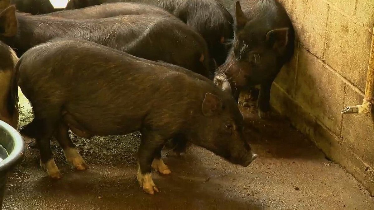 <i>WLOS</i><br/>Asheville Humane Society is hosting the 2nd Annual Pig-apalooza Adoption Event where the animal rescue will showcase over 30 pigs and piglets looking for families and farms of their very own.