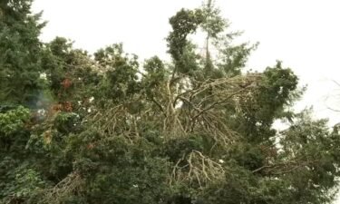 Tree service companies say they're busier than ever