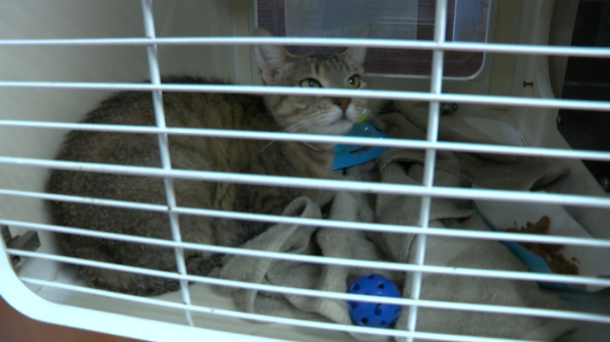 Humane Society of Yuma struggling to keep up with number of pets coming ...