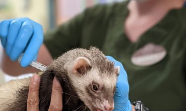 Archie the ferret receives a Covid-19 vaccine at the Oakland Zoo