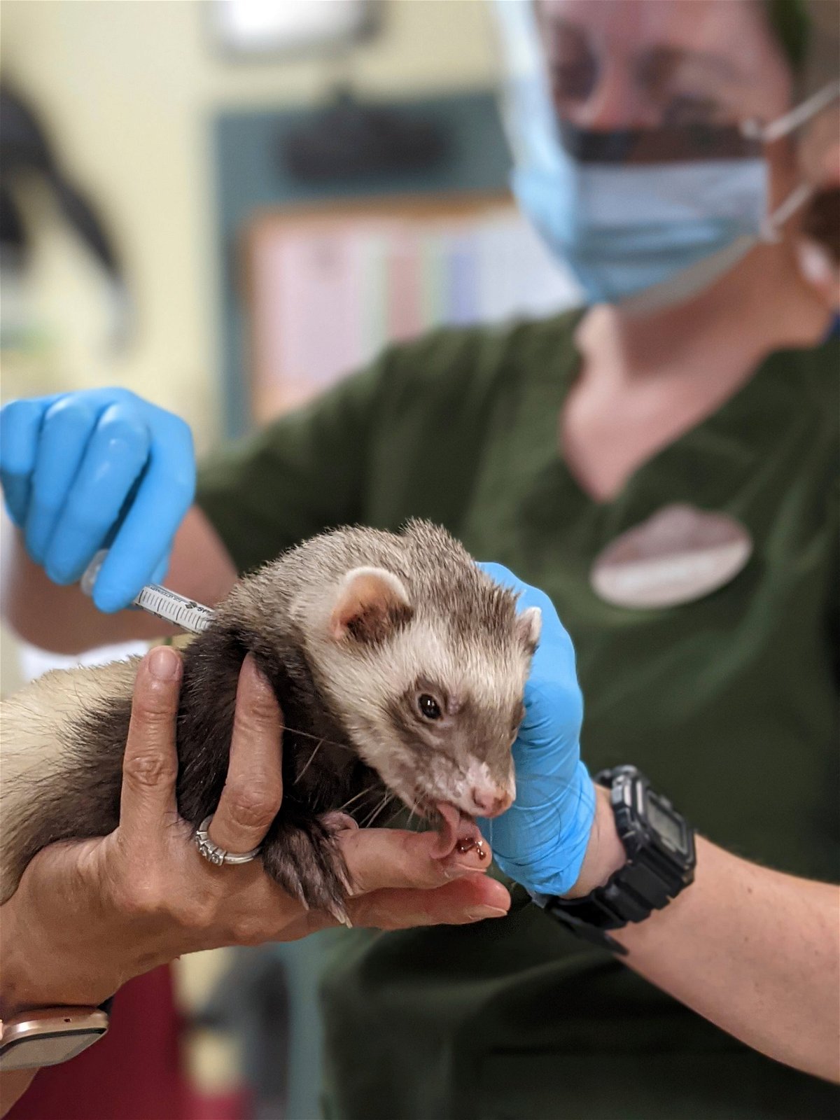 <i>Oakland Zoo via AP</i><br/>Archie the ferret receives a Covid-19 vaccine at the Oakland Zoo
