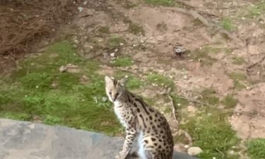 The woman took this photo of the serval after it ran out of her house.