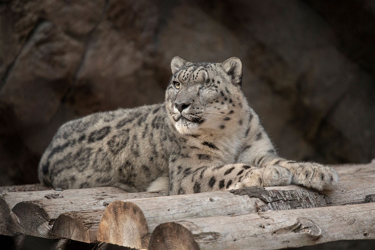 <i>Tammy Spratt/San Diego Zoo Wildlife Alliance/AP</i><br/>A male snow leopard at the San Diego Zoo tested positive for SARS-CoV-2 after showing symptoms of a cough and nasal discharge.