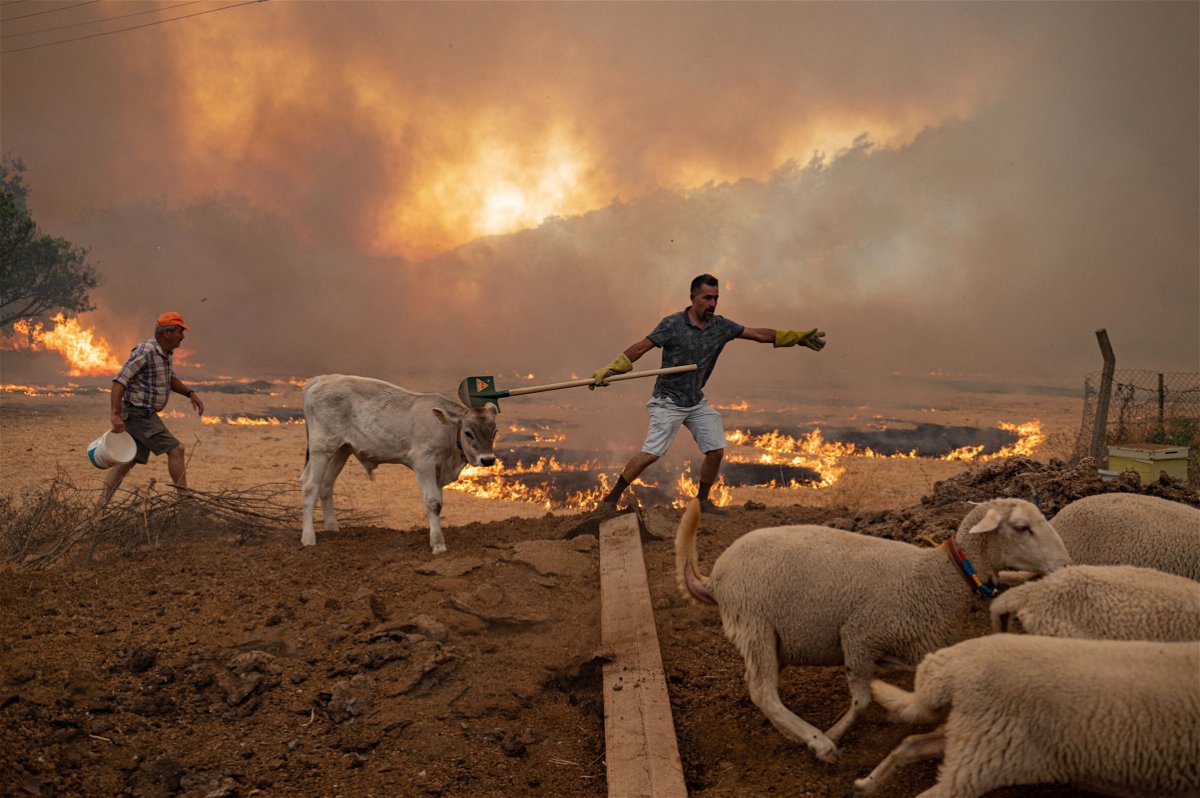 <i>Yasin Akgul/AFP/Getty Images</i><br/>A man hurries to evacuate sheep from an advancing wildfire in Turkey on August 2.