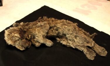 A frozen cave lion cub found in Siberia with whiskers still intact is more than 28