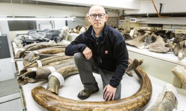 Matthew Wooller of the University of Alaska Fairbanks kneels among a collection of some of the mammoth tusks at the University of Alaska Museum of the North.