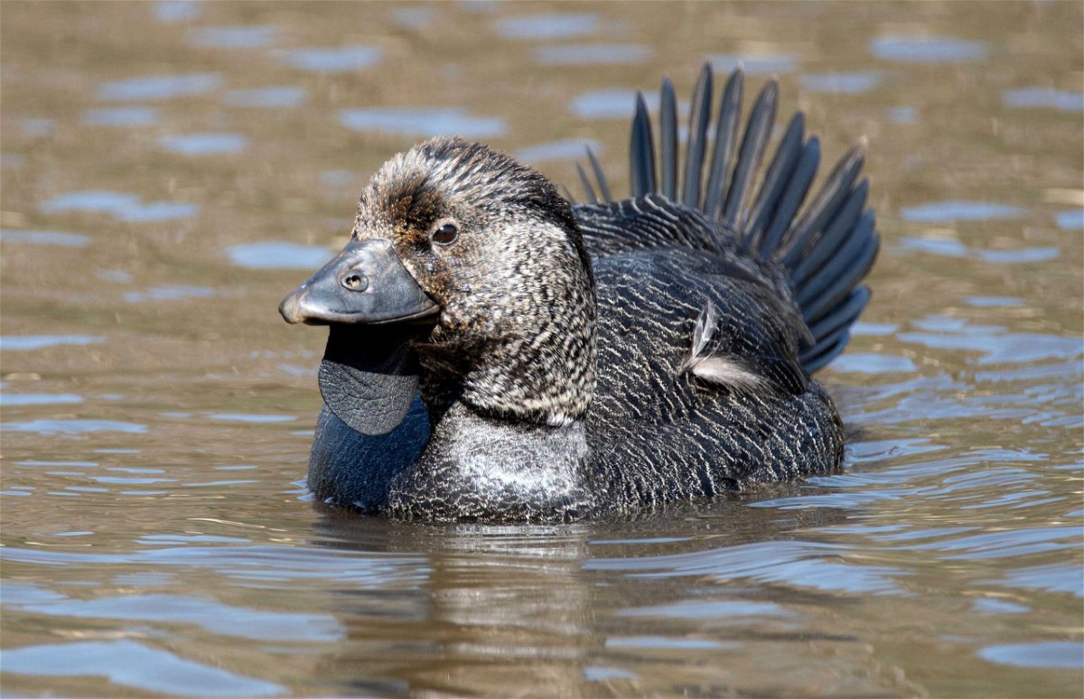 <i>Nikolai Mulconray/Alamy Stock Photo</i><br/>A new study draws on recordings of a musk duck imitating human speech and a slamming door during courtship displays.