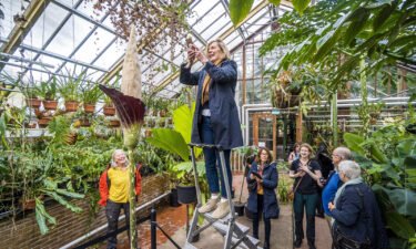 A woman takes pictures of the flowering "penis plant" in the tropical greenhouses of the Leiden Hortus Botanicus on October 22.