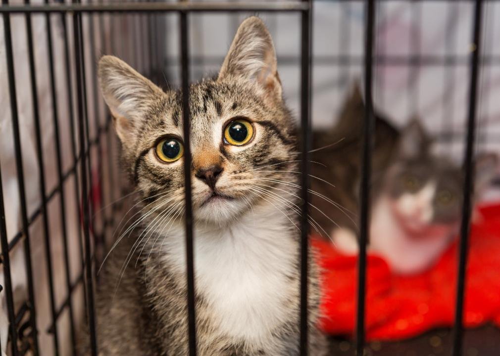 Cats available for adoption in Phoenix