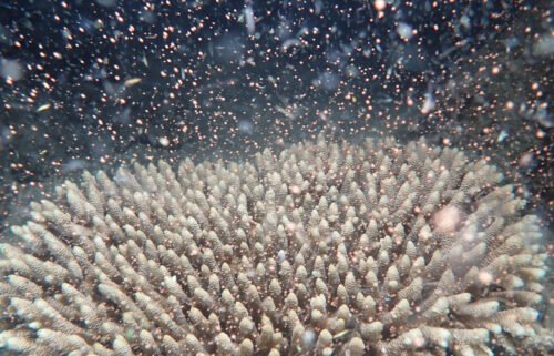 The Great Barrier Reef has "given birth" in its annual coral spawn