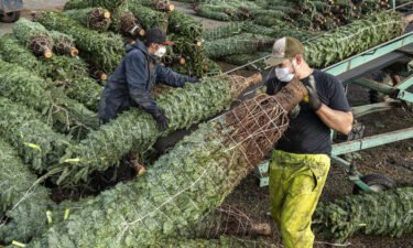Grounds crew load cut and packaged Christmas trees onto trucks at Noble Mountain Tree Farm in Salem