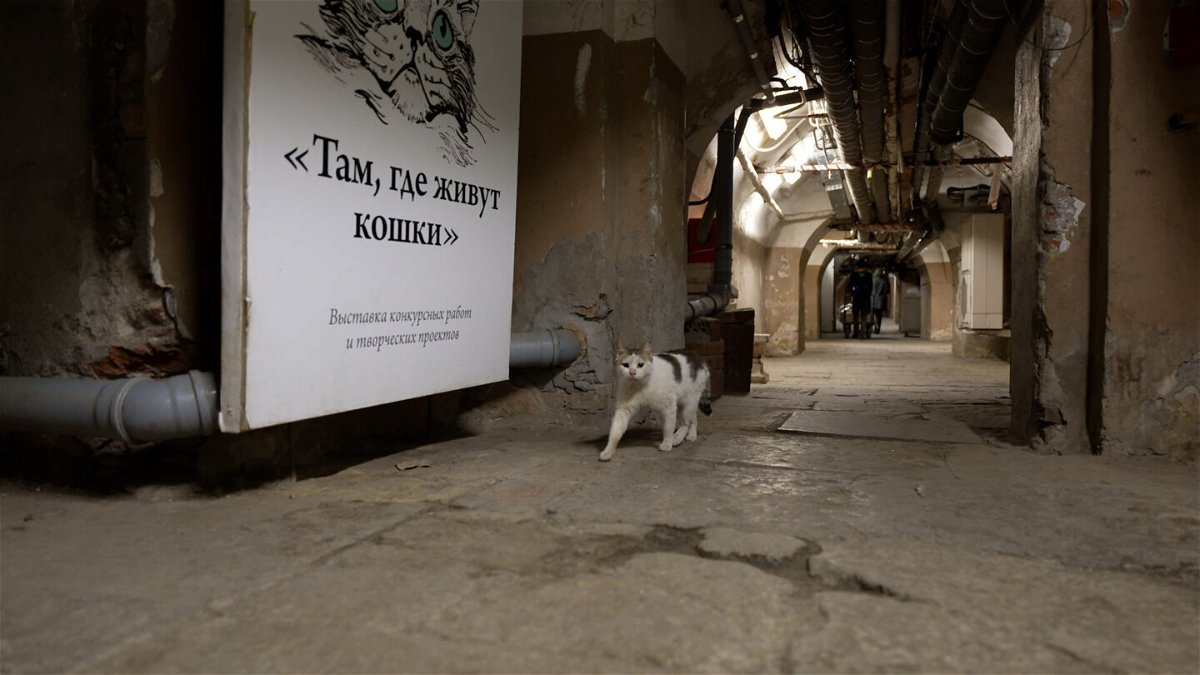 <i>Kev Broad/CNN</i><br/>A cat prowls the basement of the museum