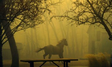 A horse runs through Grasso Park as smoke from nearby fires obscures visibility