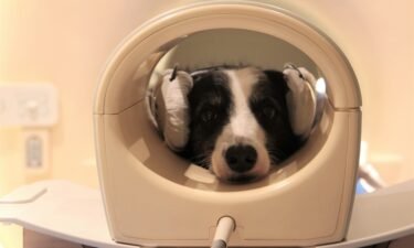 New research finds dog brains can detect speech