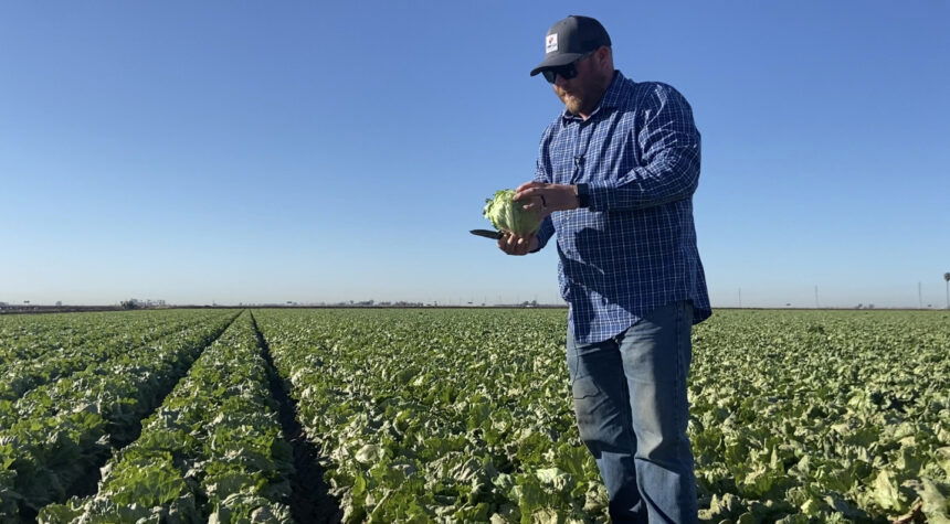 Gowan Seed begins melon crop trials - KYMA