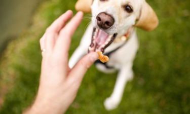 Easy homemade dog treat recipes