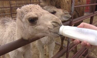 People with food allergies and lactose intolerance are always looking for other options to cow's milk. There is an ancient alternative that's being produced in Colorado.
