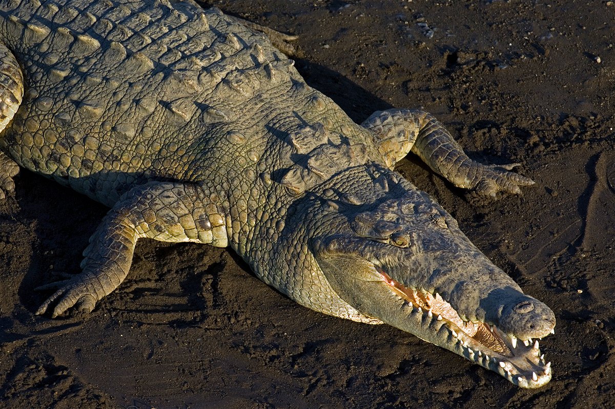 Top image: An alligator in Everglades National Park, Florida. (James  Abernethy/Future Publishing/Getty Images) - KYMA