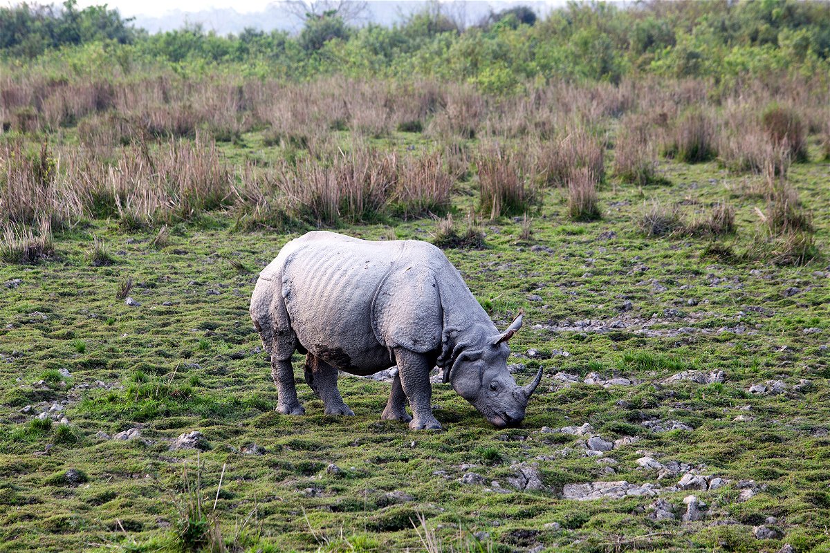 <i>Krystof Kriz/CTK/AP</i><br/>A greater one-horned rhinoceros in Kaziranga National Park