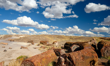 See how many dinosaur fossils are in Arizona