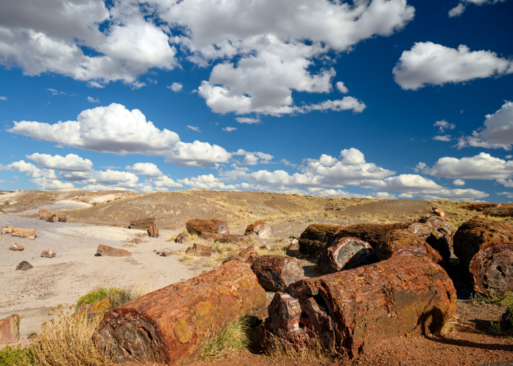 See how many dinosaur fossils are in Arizona