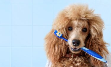 5 ways to improve your dog’s oral health