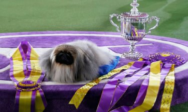 Pekingese dog "Wasabi" is seen with the trophy after winning Best in Show at the 145th Annual Westminster Kennel Club Dog Show June 13
