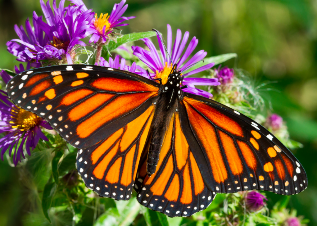 Monarch butterflies have reached endangered status. But it's not all bad news.