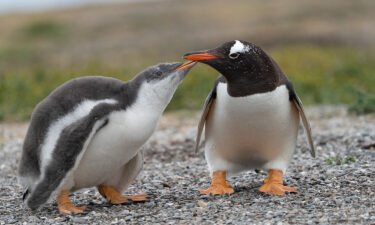 (From left) A gentoo penguin chick and an adult reunite after a foraging trip.