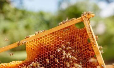 The health of honey bee colonies in Arizona