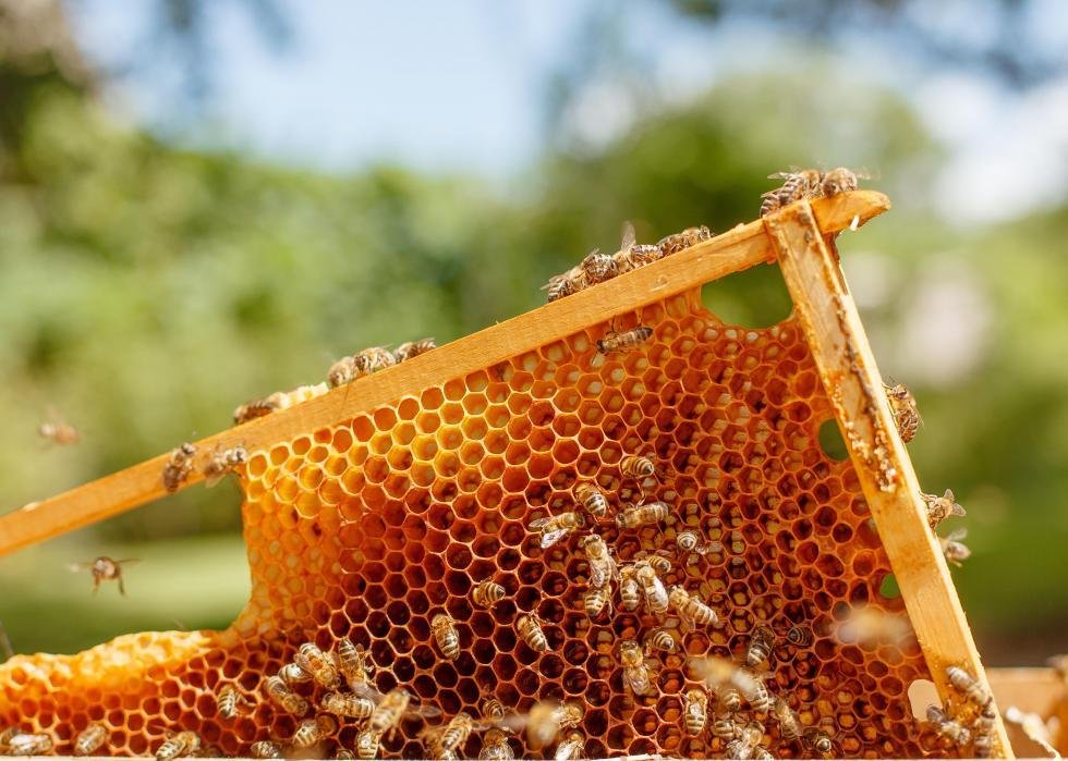 The health of honey bee colonies in California