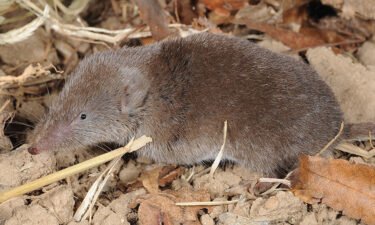 An Ussuri white-toothed shrew is pictured here. Scientists in China have detected a novel virus in the species.