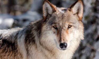 Researchers proposed a massive network of protected federal land be set aside for gray wolves across 11 Western states.