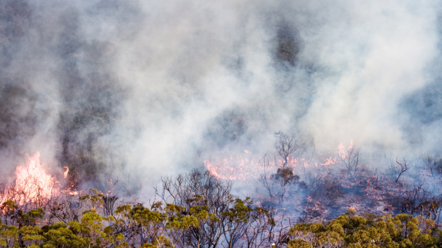 US restarts burns of forest fuel, paused after runaway blaze - KYMA