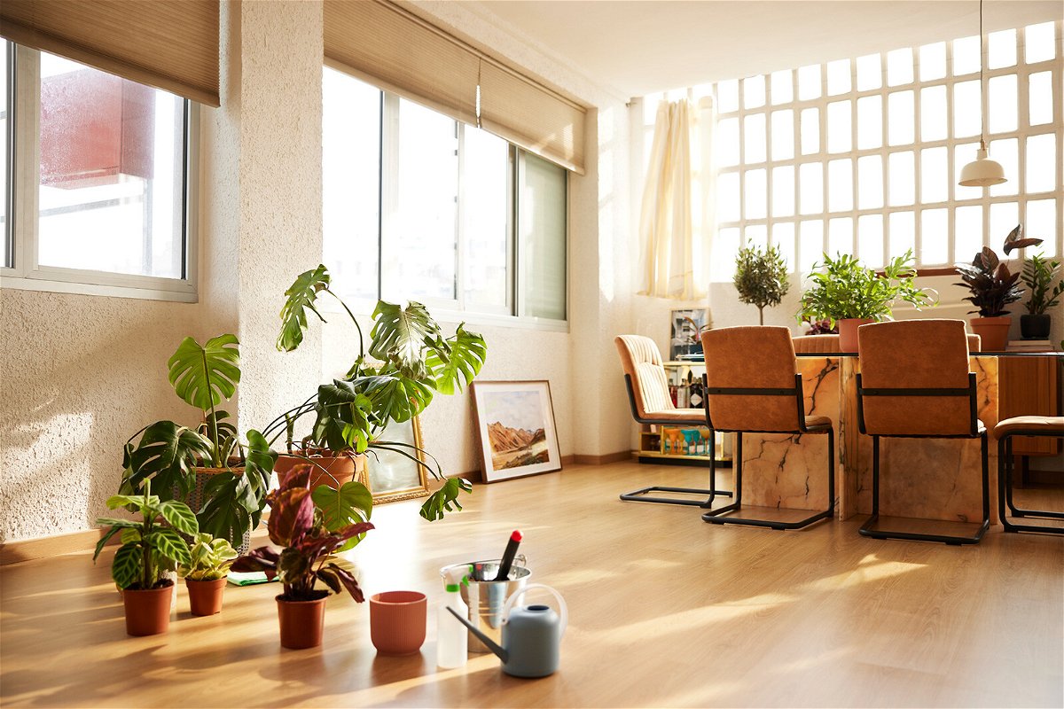 <i>Morsa Images/Digital Vision/Getty Images</i><br/>Houseplants provide therapeutic and wellness benefits
